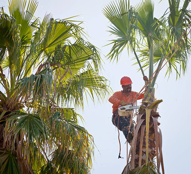 Best Arborist Services Near Me  in , ID